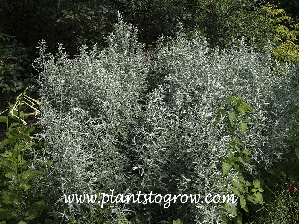 Silver King Artemisia (Artemisia ludoviciana)
Nice grayish white foliage
